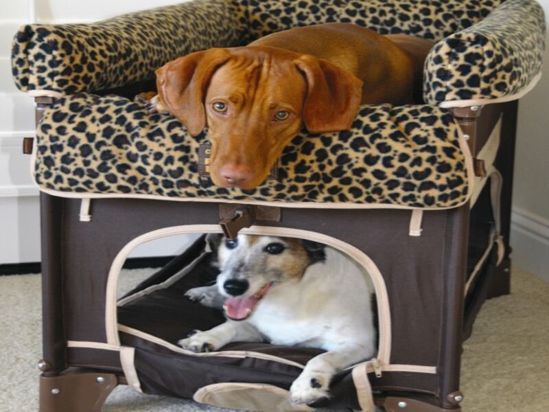 View Dog Shows https://showcaseschool.co/wp-content/uploads/2023/07/Dog-Competitions-Canine-Events-Dog-Shows-Dog-Agility-Trials-Obedience-Training-Competitions-Canine-Beauty-Pageants-Rally-Obedience-Championships-Hunting-Dog-Trials-Herding-Dog-Competitions-Tracking-Dog-Tests-Competes-TV-e961a881.jpg