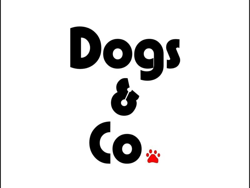 Check Out Dog Competitions https://showcaseschool.co/wp-content/uploads/2023/07/Dog-Competitions-Canine-Events-Top-Dog-Shows-Champion-Dog-Contests-Canine-Championships-11d762d6.jpg