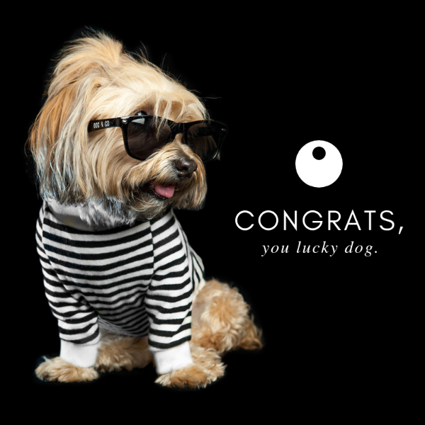 View Top Dog Shows https://showcaseschool.co/wp-content/uploads/2023/07/Dog-Competitions-Canine-Events-Top-Dog-Shows-Dog-Competitions-dfcbb396.png