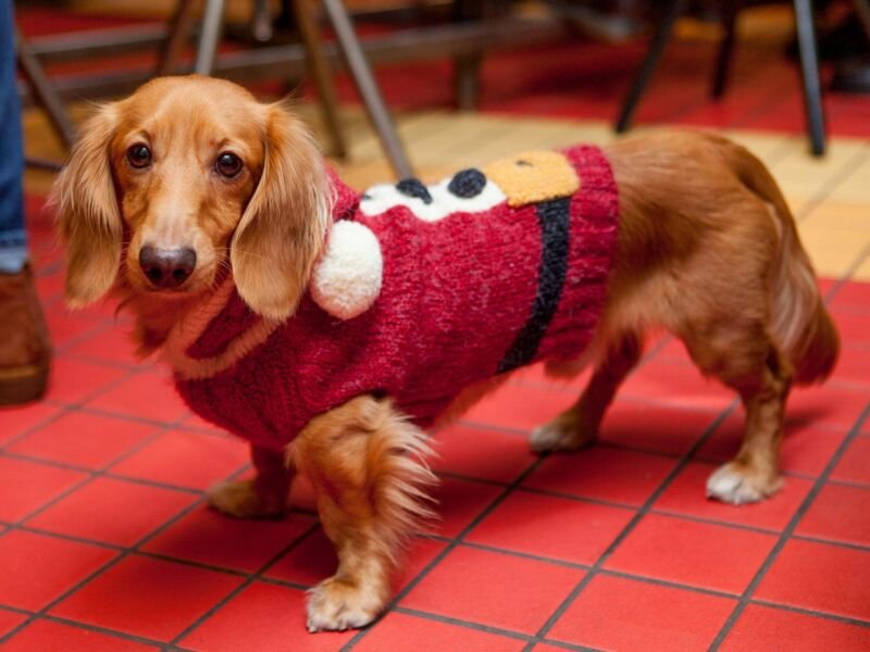 Check Out dog competitions https://showcaseschool.co/wp-content/uploads/2023/07/dog-competitions-canine-events-dog-shows-physical-conditioning-competitive-dog-sports-fcacc0da.jpg