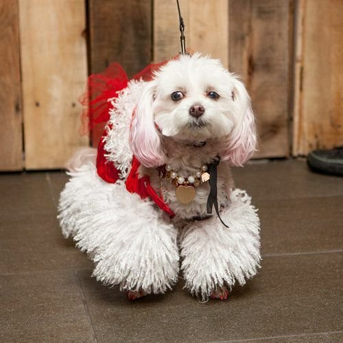 Picture related to canine events https://showcaseschool.co/wp-content/uploads/2023/07/dog-competitions-canine-events-top-dog-shows-champion-dog-contests-entertainment-9df51018.jpg