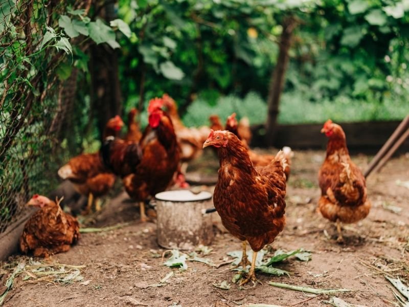 A Photo of Farm Animal Content https://showcaseschool.co/wp-content/uploads/2023/08/Farm-Animals-Livestock-Agricultural-Heritage-Animal-Competitions-Livestock-Farming-Farm-Animal-Content-Competes-TV-Livestock-0a5f6c9a.jpg