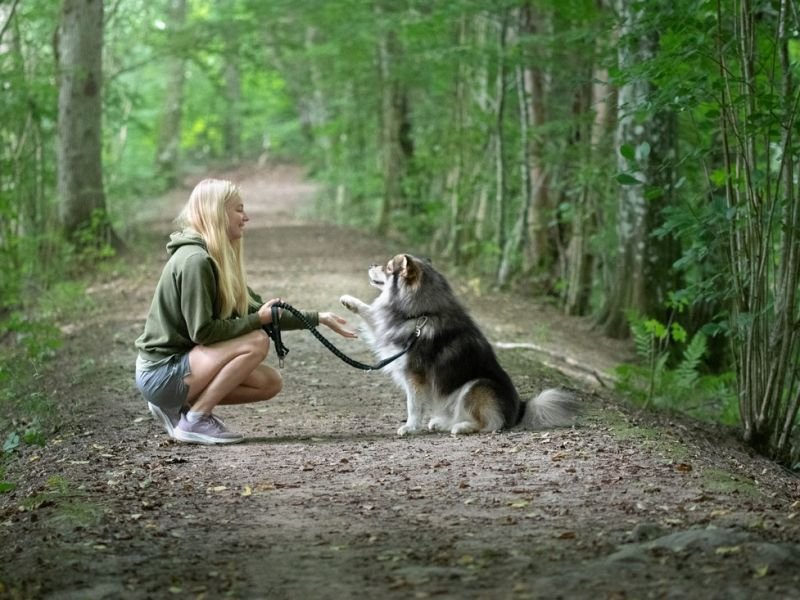Check Out history of animal competitions https://showcaseschool.co/wp-content/uploads/2023/08/Pet-Tricks-Animal-Competitions-animal-competitions-pet-tricks-animal-training-talented-animals-animal-events-diversity-of-competitions-history-of-animal-competitions-future-of-animal-competitions-Pet-Tricks-Animal-Competitions-ec2f0e0a.jpg