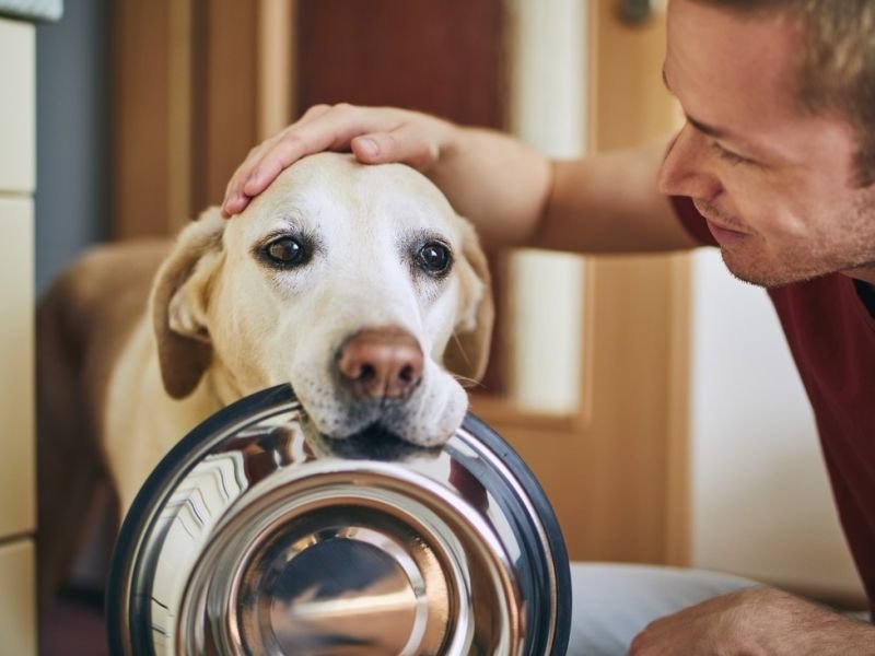 View history of animal competitions https://showcaseschool.co/wp-content/uploads/2023/08/Pet-Tricks-Animal-Competitions-competitions-animal-competitions-pet-tricks-animal-training-animal-talents-diversity-in-competitions-history-of-animal-competitions-future-of-animal-competitions-Website-Content-1ee36a9f.jpg