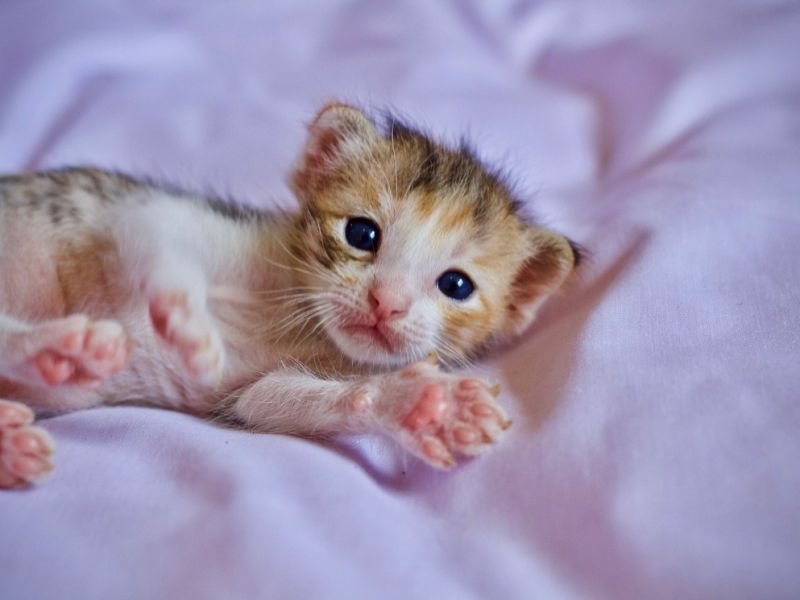 Check Out cute animals https://showcaseschool.co/wp-content/uploads/2023/08/animal-competitions-adorable-cute-animals-Competes-TV-pet-owners-platform-talents-entertainment-Animal-Competitions-7a47d3cc.jpg
