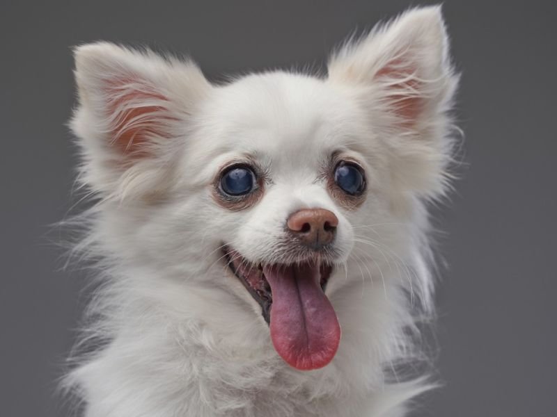 View best costume https://showcaseschool.co/wp-content/uploads/2023/08/animal-competitions-adorable-pets-pet-owners-animal-lovers-competes-tv-cutest-creatures-best-costume-talent-agility-entertainment-6178e9d0.jpg