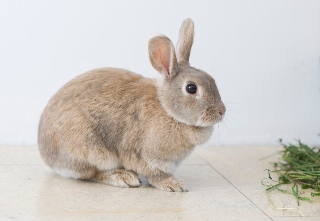 Explore The Cutest Creature