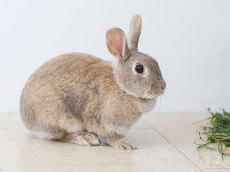 A Photo of animal talents https://showcaseschool.co/wp-content/uploads/2023/08/animal-competitions-cute-animals-pet-owners-animal-lovers-animal-talents-pet-videos-animal-platform-Competes-TV-31719bf8.jpg