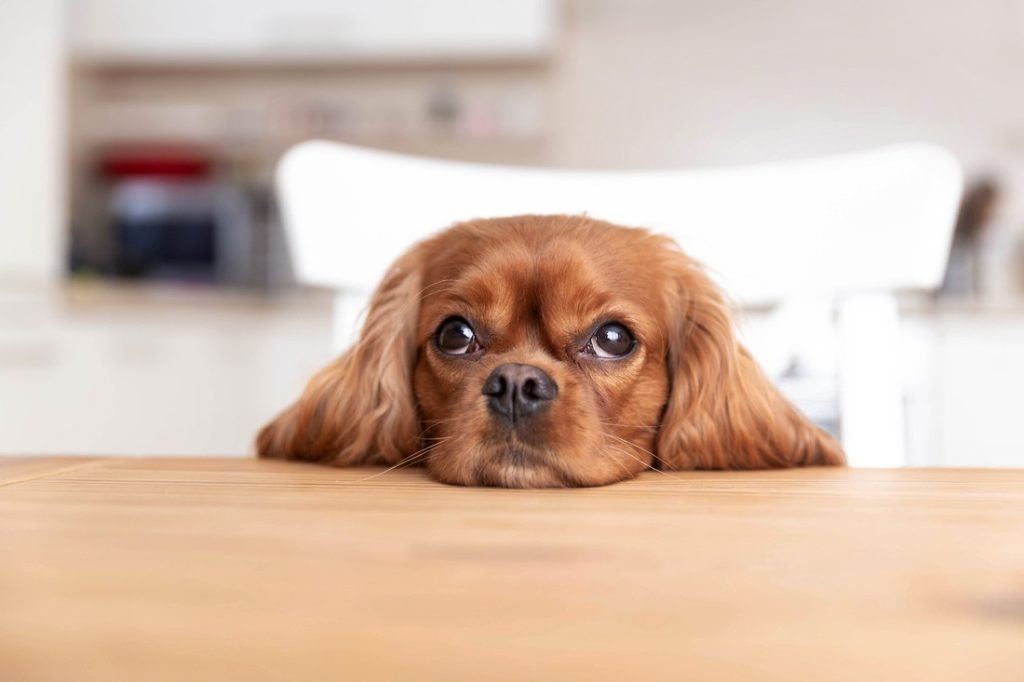 Experience The Pet Owners