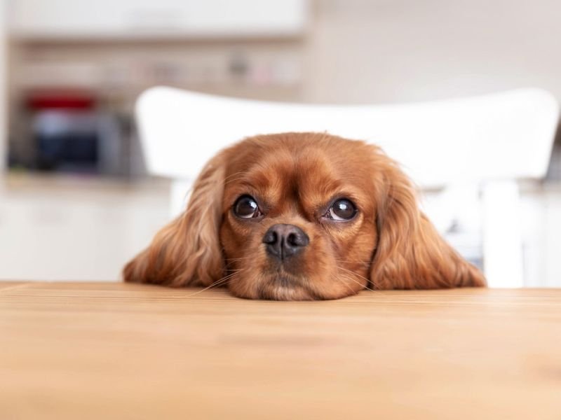 Check Out pet owners https://showcaseschool.co/wp-content/uploads/2023/08/animal-competitions-cute-animals-pet-owners-animal-lovers-pet-showcase-entertainment-joy-happiness-Animal-Competitions-a2bb79ce.jpg