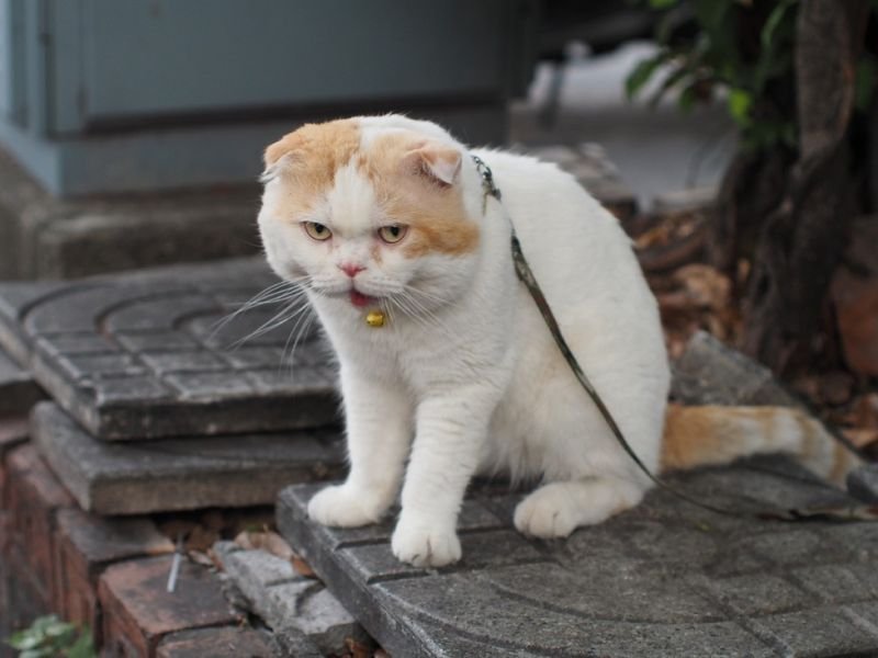 Picture related to animal talent https://showcaseschool.co/wp-content/uploads/2023/08/animal-competitions-cute-animals-pet-owners-pet-videos-animal-lovers-pet-costumes-animal-talent-pet-agility-adorable-pets-pet-community-Animal-Competitions-17e43c16.jpg