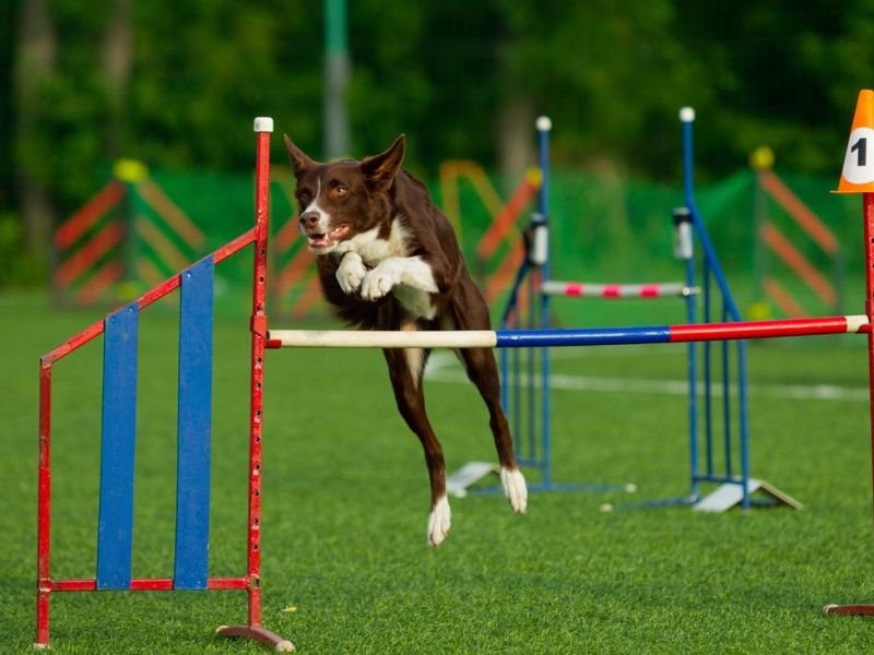 View dog agility https://showcaseschool.co/wp-content/uploads/2023/08/animal-competitions-dog-agility-dog-obedience-competitive-dog-training-canine-sports-Competes-TV-dog-performance-dog-entertainment-dog-training-careers-dog-handler-skills-Animal-Competitions-f2100c6e.jpg