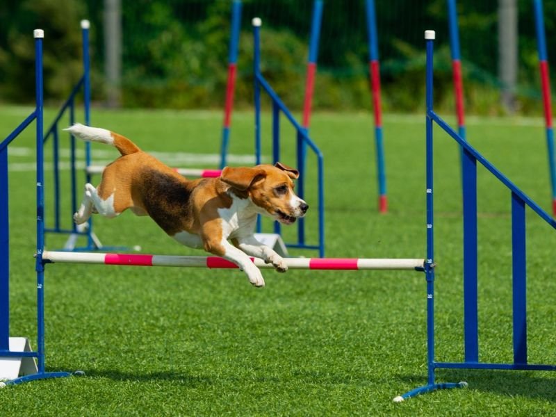 View agility competitions https://showcaseschool.co/wp-content/uploads/2023/08/animal-competitions-dog-obedience-agility-competitions-dog-training-Competes-TV-platform-for-showcasing-skills-recognition-prize-money-animal-competitions-2e14eb48.jpg