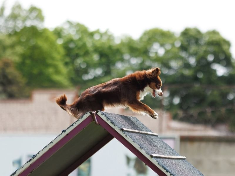 View dog obedience https://showcaseschool.co/wp-content/uploads/2023/08/animal-competitions-dog-obedience-dog-agility-Competes-TV-animal-agility-competitions-showcasing-animal-talents-dog-training-performance-entertainment-Animal-Competitions-46db99d2.jpg