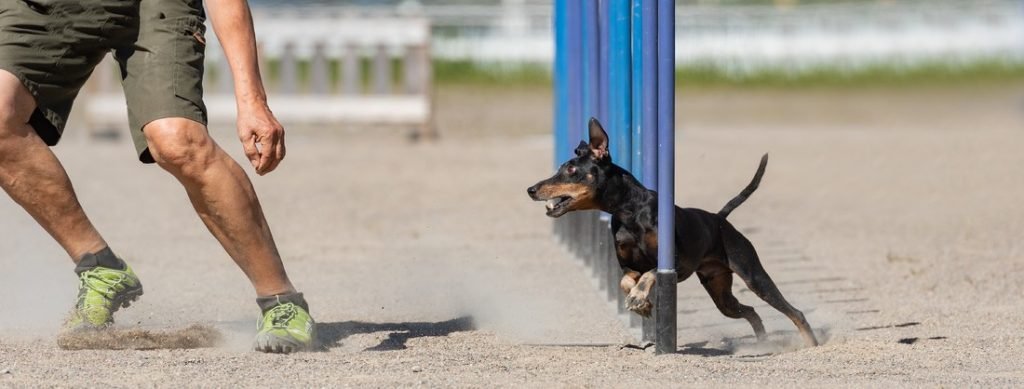 Discover The Obedience Competitions