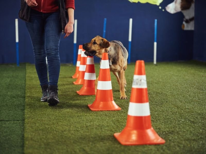 Check Out agility competitions https://showcaseschool.co/wp-content/uploads/2023/08/animal-competitions-obedience-competitions-agility-competitions-dog-training-dog-performance-dog-entertainment-Competes-TV-obedience-agility-dog-competitions-animal-competitions-d6bf7b48.jpg