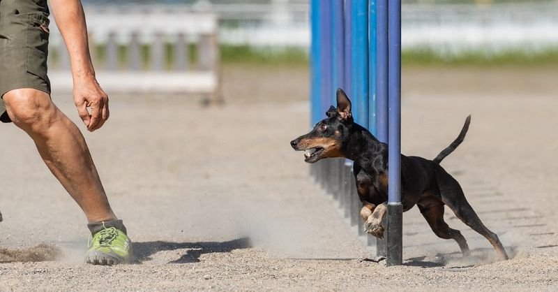 View australian shepherds https://showcaseschool.co/wp-content/uploads/2023/08/animal-competitions-obedience-competitions-agility-competitions-dogs-Competes-TV-dog-training-performance-entertainment-obstacle-courses-border-collies-australian-shepherds-belgian-malinois-Animal-Competitions-dd7e014b.jpg