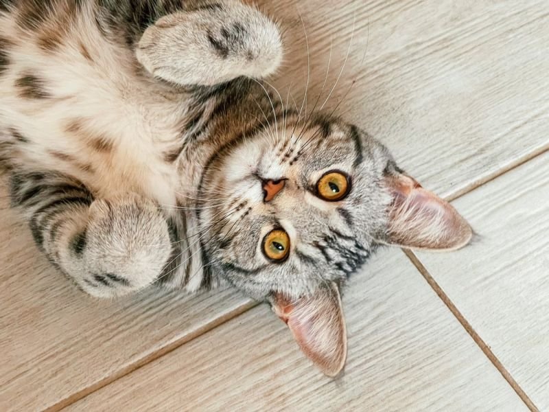 Check Out pet owners https://showcaseschool.co/wp-content/uploads/2023/08/animal-competitions-pet-owners-cute-animals-Competes-TV-animal-lovers-talents-of-animals-showcasing-pets-engaging-with-audience-platform-for-pet-owners-promoting-animal-competitions-entertainment-connecting-with-community-Website-Content-37bb5a9f.jpg