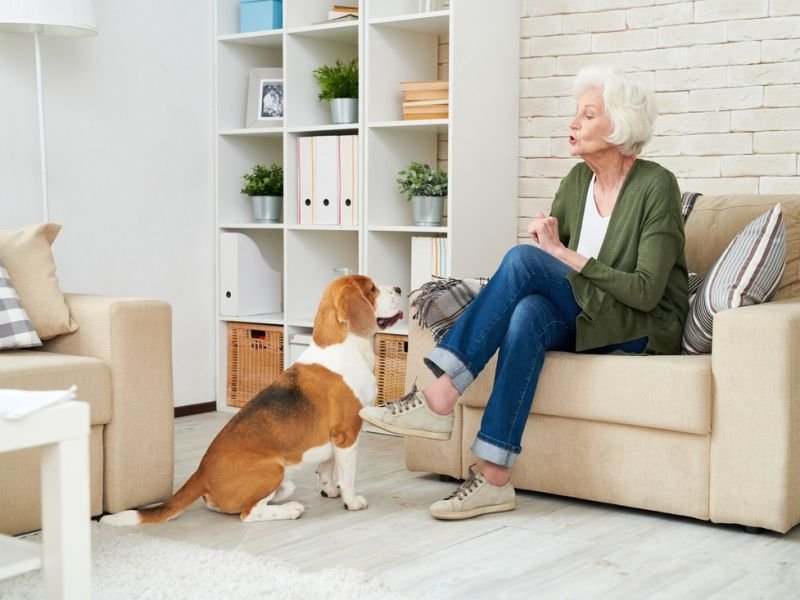 A Photo of pet skills https://showcaseschool.co/wp-content/uploads/2023/08/animal-competitions-pet-tricks-pet-skills-animal-training-animal-talents-diversity-of-competitions-history-of-animal-competitions-future-of-animal-competitions-Animal-Competitions-28349958.jpg