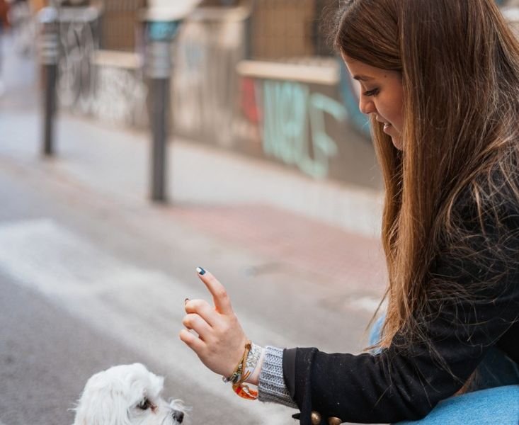 View diversity of animal competitions https://showcaseschool.co/wp-content/uploads/2023/08/animal-competitions-pet-tricks-top-tier-of-pet-talent-animal-training-animal-competitions-history-diversity-of-animal-competitions-future-of-animal-competitions-animal-enthusiasts-Animal-Competitions-7322c18a.jpg