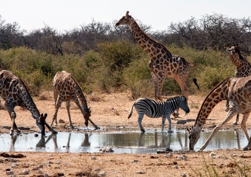 Check Out national parks https://showcaseschool.co/wp-content/uploads/2023/08/building-a-loyal-following-wildlife-lovers-wildlife-enthusiasts-wildlife-platform-outdoor-activities-hiking-tips-camping-tips-national-parks-ecotourism-sustainable-travel-birdwatching-spots-wildlife-photography-Website-Content-398aa9be.jpg