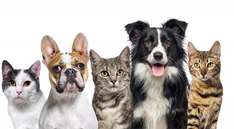 A Photo of purebred shows https://showcaseschool.co/wp-content/uploads/2023/08/dog-shows-animal-competitions-pet-shows-purebred-shows-agility-shows-animal-lovers-captivating-content-like-minded-individuals-animal-competitions-749b25af.jpg