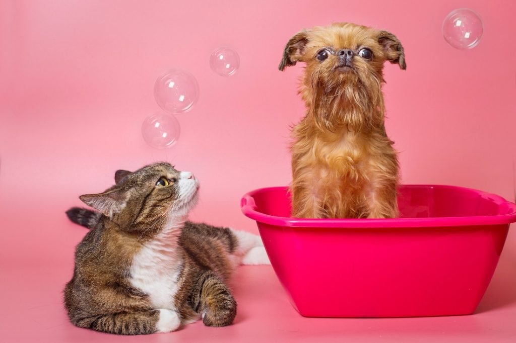 Check Out This Animal Lovers
