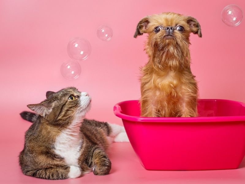 A Photo of purebred shows https://showcaseschool.co/wp-content/uploads/2023/08/dog-shows-animal-competitions-pet-shows-purebred-shows-agility-shows-animal-lovers-competes-animal-enthusiasts-captivating-content-like-minded-individuals-dog-shows-d8bf0904.jpg