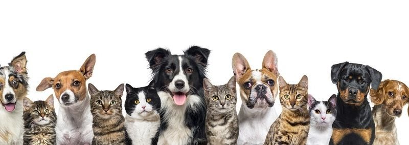 Check Out like-minded individuals https://showcaseschool.co/wp-content/uploads/2023/08/dog-shows-beginners-guide-animal-competitions-dog-breeds-agility-shows-judging-animal-lovers-Captivating-content-like-minded-individuals-dog-shows-d4f3b385.jpg