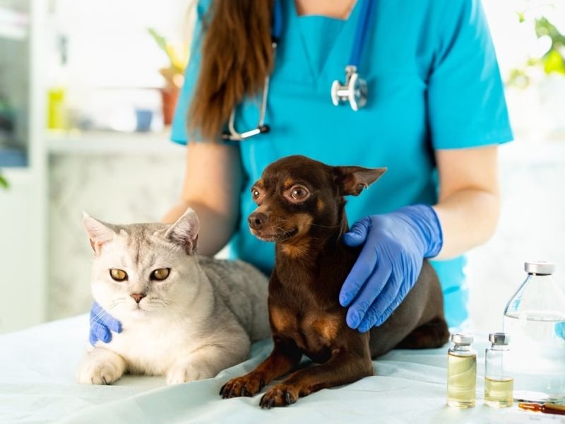 A Photo of pet shows https://showcaseschool.co/wp-content/uploads/2023/08/dog-shows-beginners-guide-animal-competitions-pet-shows-purebred-shows-agility-shows-animal-lovers-captivating-content-like-minded-individuals-animal-competitions-65542d2b.jpg