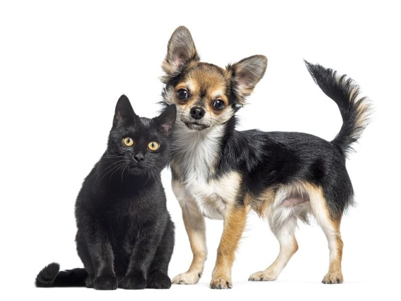 Picture related to animal competitions https://showcaseschool.co/wp-content/uploads/2023/08/dog-shows-pet-shows-purebred-shows-animal-competitions-animal-lovers-Captivating-content-engage-like-minded-individuals-Competes-edffd106.jpg