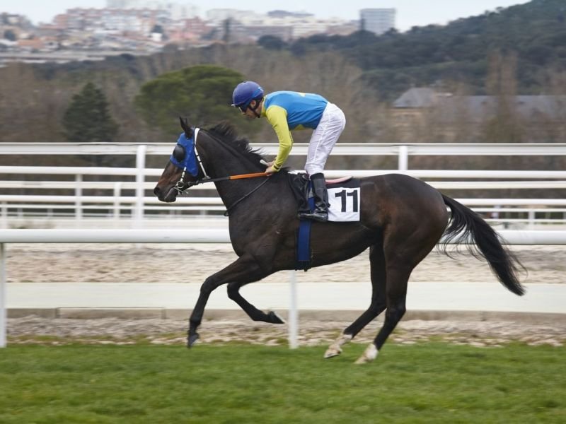 Picture related to show jumping https://showcaseschool.co/wp-content/uploads/2023/08/equestrian-adventure-equestrian-competitions-horse-shows-show-jumping-dressage-competitions-eventing-competitions-equestrian-events-submit-videos-engage-with-audience-Website-Content-d7aa8f07.jpg