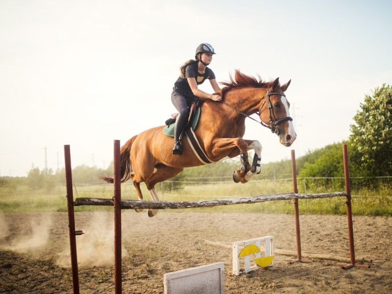 A Photo of eventing competitions https://showcaseschool.co/wp-content/uploads/2023/08/equestrian-events-horse-shows-show-jumping-dressage-competitions-eventing-competitions-equestrian-community-video-submissions-engagement-Website-Content-001c147a.jpg