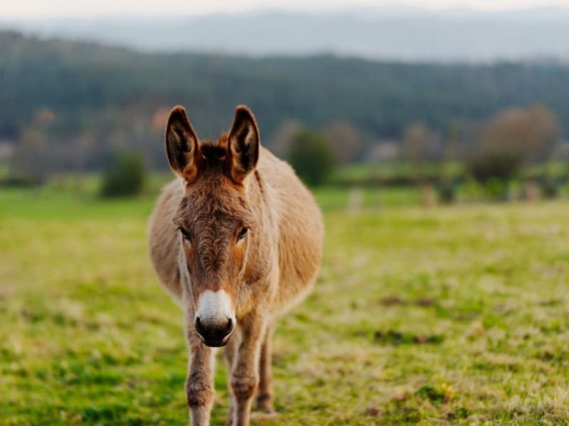 View animal welfare https://showcaseschool.co/wp-content/uploads/2023/08/farm-animals-livestock-agricultural-heritage-animal-competitions-farming-practices-livestock-industry-animal-welfare-animal-agriculture-sustainable-farming-agricultural-education-animal-shows-rural-communities-Farm-Animals-and-Livestock-beb24e29.jpg