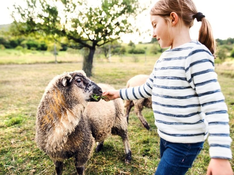 Check Out livestock https://showcaseschool.co/wp-content/uploads/2023/08/farm-animals-livestock-animal-competitions-farm-animal-content-agriculture-animal-welfare-sustainable-farming-animal-agriculture-animal-rights-food-production-animal-farming-animal-husbandry-website-content-9832bbe4.jpg