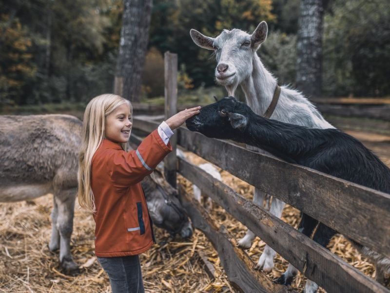 View livestock industry https://showcaseschool.co/wp-content/uploads/2023/08/farm-animals-livestock-animal-competitions-farm-animal-content-livestock-farming-animal-welfare-agriculture-livestock-industry-Farm-Animals-07e2ef88.jpg