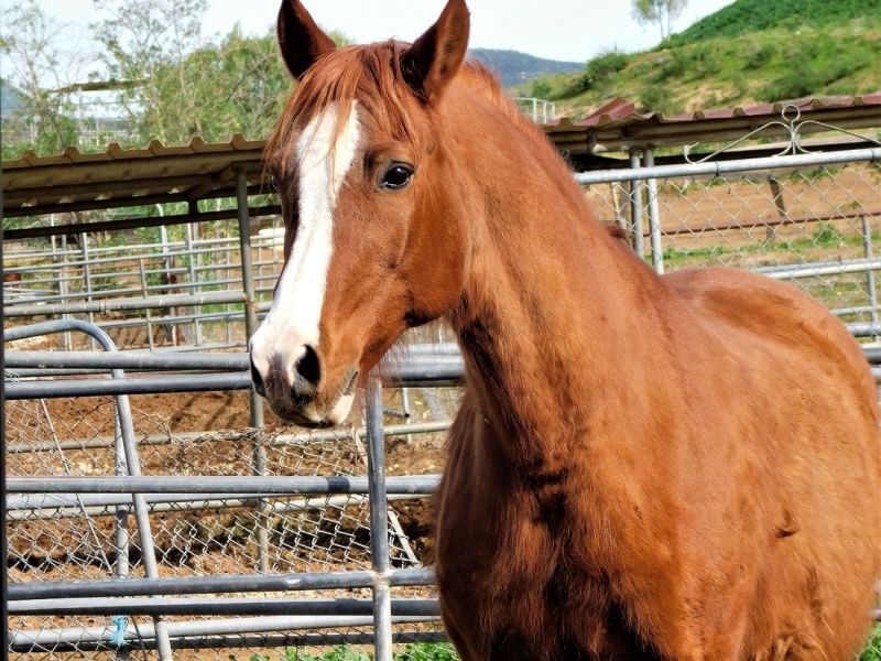 Picture related to livestock industry https://showcaseschool.co/wp-content/uploads/2023/08/farm-animals-livestock-animal-competitions-fascinating-world-farm-animal-content-animal-farming-agriculture-livestock-industry-animal-welfare-animal-agriculture-Agriculture-42b39ec6.jpg