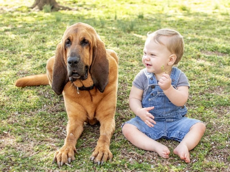 Check Out animal competitions https://showcaseschool.co/wp-content/uploads/2023/08/funny-pet-videos-hilarious-pet-behavior-pet-lovers-community-entertaining-pet-antics-animal-competitions-silly-pet-videos-pet-enthusiasts-pet-lovers-Website-Content-73207ba8.jpg