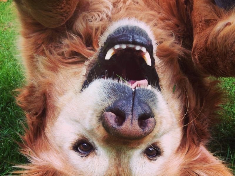A Photo of pet enthusiasts https://showcaseschool.co/wp-content/uploads/2023/08/funny-pet-videos-pet-lovers-entertaining-pet-videos-amusing-pet-behavior-pet-enthusiasts-Silly-Pet-Antics-funny-side-of-animals-Website-Content-44039932.jpg
