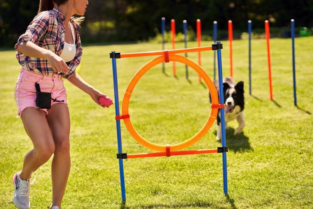 Experience The Dog Training