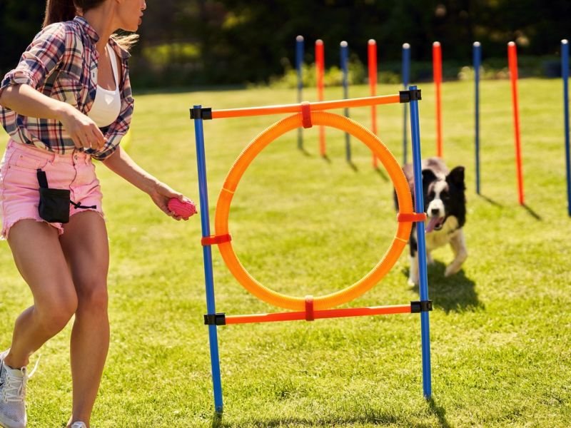 Picture related to dog performance https://showcaseschool.co/wp-content/uploads/2023/08/obedience-competitions-agility-competitions-dog-training-animal-competitions-Competes-TV-dog-performance-dog-entertainment-animal-competitions-c35f9d80.jpg