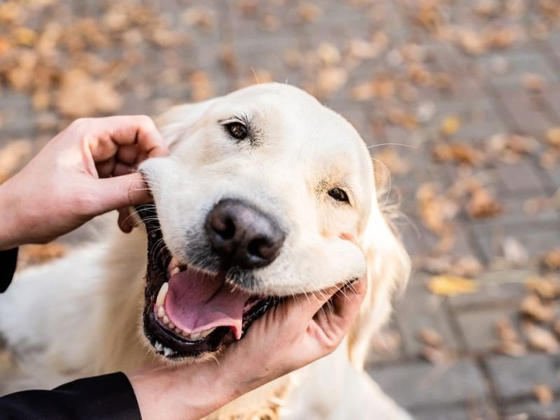 View pet lovers platform https://showcaseschool.co/wp-content/uploads/2023/08/pet-lovers-funny-pet-videos-entertaining-pet-videos-Silly-Pet-Antics-pet-enthusiasts-animal-competitions-pet-antics-humorous-pet-behavior-pet-lovers-platform-funny-animal-videos-hilarious-pet-moments-heartwarming-pet-clips-Website-Content-c53a1533.jpg