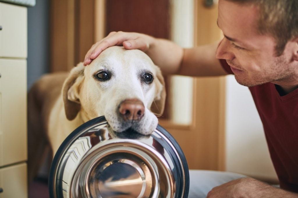 Experience The Pet Tricks