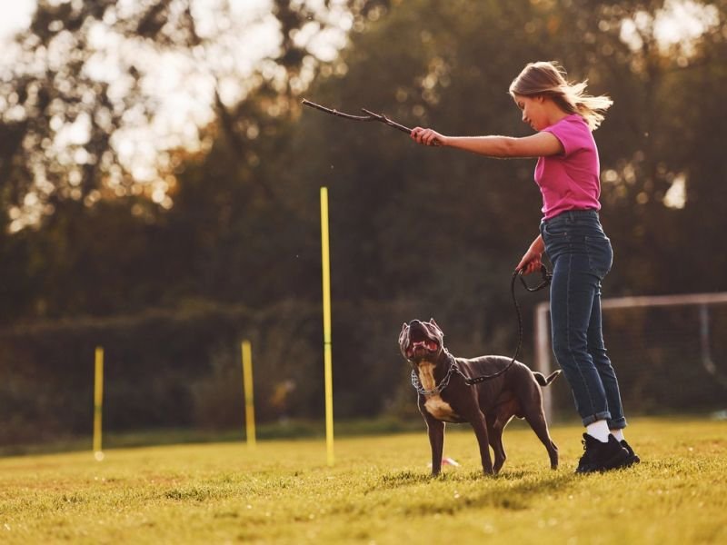 Check Out pet tricks https://showcaseschool.co/wp-content/uploads/2023/08/pet-tricks-animal-competitions-animal-training-animal-talents-diversity-of-competitions-history-of-animal-competitions-future-of-animal-competitions-community-of-animal-enthusiasts-Animal-Competitions-588b8b41.jpg