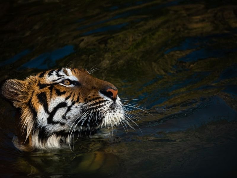 Check Out sustainable travel https://showcaseschool.co/wp-content/uploads/2023/08/preserving-wildlife-embracing-responsibility-natures-splendor-wildlife-conservation-ecotourism-sustainable-travel-birdwatching-wildlife-photography-website-content-631eec86.jpg
