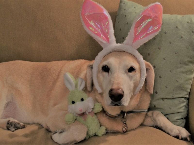 View funny animal videos https://showcaseschool.co/wp-content/uploads/2023/08/silly-pet-antics-funny-animal-videos-pet-lovers-animal-shenanigans-Pet-Entertainment-8a544a87.jpg