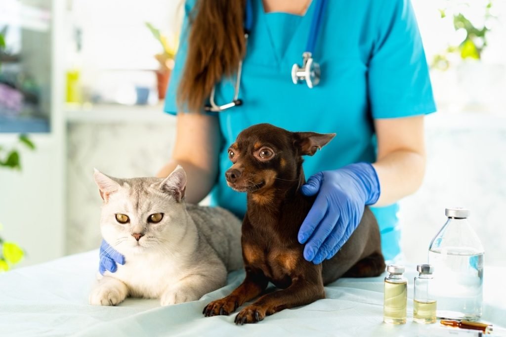 Explore The Animal Enthusiasts