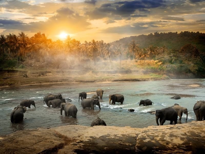 Picture related to wildlife photography techniques https://showcaseschool.co/wp-content/uploads/2023/08/wildlife-conservation-animal-competitions-ecotourism-sustainable-travel-hiking-tips-camping-tips-national-parks-birdwatching-spots-wildlife-photography-techniques-Website-Content-8c0c5d24.jpg