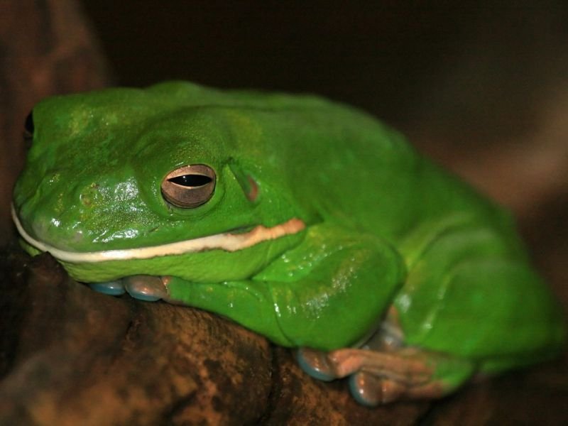 A Photo of sustainable travel https://showcaseschool.co/wp-content/uploads/2023/08/wildlife-conservation-animal-competitions-sustainable-travel-ecotourism-birdwatching-national-parks-wildlife-photography-outdoor-activities-Website-Content-7d27529f.jpg