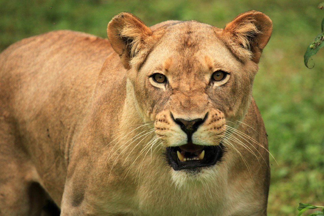 View sustainable travel options https://showcaseschool.co/wp-content/uploads/2023/08/wildlife-conservation-ecotourism-activities-sustainable-travel-options-birdwatching-spots-wildlife-photography-techniques-animal-competitions-outdoor-activities-national-parks-Website-Content-a326c4ba.JPG